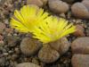 Lithops fulviceps - Кактусы и суккуленты из Харькова от Оли и Сергея Мирошниченко