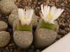 Lithops julii ssp fulleri - Кактусы и суккуленты из Харькова от Оли и Сергея Мирошниченко