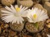 Lithops julii  v retuculata - Кактусы и суккуленты из Харькова от Оли и Сергея Мирошниченко