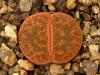 Lithops lesliei  - Кактусы и суккуленты из Харькова от Оли и Сергея Мирошниченко