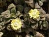 Titanopsis calcarea - Кактусы и суккуленты из Харькова от Оли и Сергея Мирошниченко