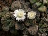 Titanopsis calcarea SB1111 - Кактусы и суккуленты из Харькова от Оли и Сергея Мирошниченко