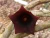 Huernia pendula - Кактусы и суккуленты из Харькова от Оли и Сергея Мирошниченко