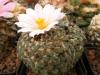 Ariocarpus kotschoubeyanus v albiflorus - Кактусы и суккуленты из Харькова от Оли и Сергея Мирошниченко