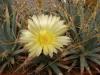 Leuchtenbergia principis - Кактусы и суккуленты из Харькова от Оли и Сергея Мирошниченко