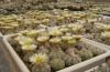 Astrophytum asterias ‘Superkabuto’ - Кактусы и суккуленты из Харькова от Оли и Сергея Мирошниченко