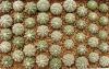 Astrophytum - Кактусы и суккуленты из Харькова от Оли и Сергея Мирошниченко