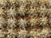 Astrophytum сrassispinoides - Кактусы и суккуленты из Харькова от Оли и Сергея Мирошниченко