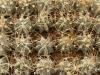 Astrophytum сrassispinoides - Кактусы и суккуленты из Харькова от Оли и Сергея Мирошниченко