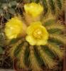 Notocactus schumannianus - Кактусы и суккуленты из Харькова от Оли и Сергея Мирошниченко