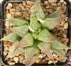 Haworthia acuminata - Кактусы и суккуленты из Харькова от Оли и Сергея Мирошниченко