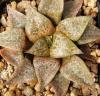 Haworthia comptoniana - Кактусы и суккуленты из Харькова от Оли и Сергея Мирошниченко