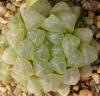 Haworthia cooperi v truncata - Кактусы и суккуленты из Харькова от Оли и Сергея Мирошниченко