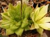 Haworthia cymbiformis f variegata - Кактусы и суккуленты из Харькова от Оли и Сергея Мирошниченко