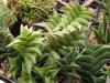 Haworthia viscosa - Кактусы и суккуленты из Харькова от Оли и Сергея Мирошниченко