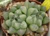 Haworthia cooperi v truncata - Кактусы и суккуленты из Харькова от Оли и Сергея Мирошниченко