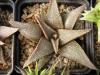 Haworthia koelmaniorum - Кактусы и суккуленты из Харькова от Оли и Сергея Мирошниченко