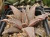 Haworthia koelmaniorum - Кактусы и суккуленты из Харькова от Оли и Сергея Мирошниченко