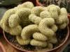 Mammillaria elongata f cristata - Кактусы и суккуленты из Харькова от Оли и Сергея Мирошниченко