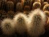 Echinocereus nivosus - Кактусы и суккуленты из Харькова от Оли и Сергея Мирошниченко