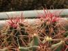 Ferocactus gracilis - Кактусы и суккуленты из Харькова от Оли и Сергея Мирошниченко