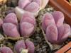 Lithops optica cv Rubra  - Кактусы и суккуленты из Харькова от Оли и Сергея Мирошниченко