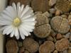 Lithops julii ssp fulleri v brunnea  - Кактусы и суккуленты из Харькова от Оли и Сергея Мирошниченко