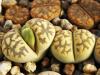 Lithops karasmontana ssp bella  - Кактусы и суккуленты из Харькова от Оли и Сергея Мирошниченко