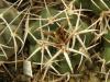 Gymnocalycium hybopleurum v ferocior - Кактусы и суккуленты из Харькова от Оли и Сергея Мирошниченко