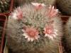 Mammillaria bocasana - Кактусы и суккуленты из Харькова от Оли и Сергея Мирошниченко