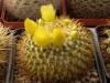 Mammillaria marksiana - Кактусы и суккуленты из Харькова от Оли и Сергея Мирошниченко