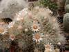 Mammillaria nazasensis - Кактусы и суккуленты из Харькова от Оли и Сергея Мирошниченко