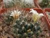 Mammillaria pilispina - Кактусы и суккуленты из Харькова от Оли и Сергея Мирошниченко