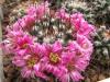 Mammillaria melanocentra - Кактусы и суккуленты из Харькова от Оли и Сергея Мирошниченко