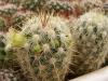 Mammillaria microhelia - Кактусы и суккуленты из Харькова от Оли и Сергея Мирошниченко