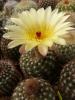 Notocactus concinnus v nigrispinus - Кактусы и суккуленты из Харькова от Оли и Сергея Мирошниченко