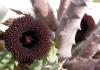 Huernia pendula - Кактусы и суккуленты из Харькова от Оли и Сергея Мирошниченко