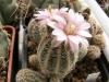 Gymnocalycium bruchii - Кактусы и суккуленты из Харькова от Оли и Сергея Мирошниченко