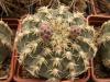 Gymnocalycium quehlianum v albispinum - Кактусы и суккуленты из Харькова от Оли и Сергея Мирошниченко