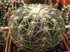 Gymnocalycium spegazzinii v.horizonthalonium - Кактусы и суккуленты из Харькова от Оли и Сергея Мирошниченко