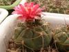 Gymnocalycium tillianum R227 - Кактусы и суккуленты из Харькова от Оли и Сергея Мирошниченко