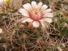 Gymnocalycium nidulans STO-28 - Кактусы и суккуленты из Харькова от Оли и Сергея Мирошниченко