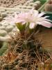 Gymnocalycium horridispinum - Кактусы и суккуленты из Харькова от Оли и Сергея Мирошниченко