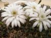 Gymnocalycium damsii v torulosum - Кактусы и суккуленты из Харькова от Оли и Сергея Мирошниченко