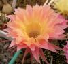 Echinopsis hybr - Кактусы и суккуленты из Харькова от Оли и Сергея Мирошниченко