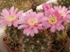 Gymnocalycium neuhuberi - Кактусы и суккуленты из Харькова от Оли и Сергея Мирошниченко