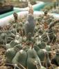 Gymnocalycium knolii - Кактусы и суккуленты из Харькова от Оли и Сергея Мирошниченко