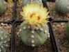 Astrophytum asterias cultivar 5 ribs - Кактусы и суккуленты из Харькова от Оли и Сергея Мирошниченко