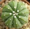 Astrophytum cultivar 'Fukuriyo' - Кактусы и суккуленты из Харькова от Оли и Сергея Мирошниченко