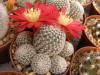 Rebutia albopectinata - Кактусы и суккуленты из Харькова от Оли и Сергея Мирошниченко